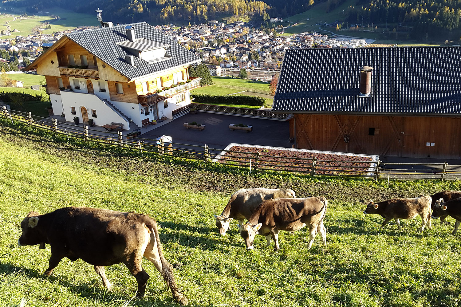 Bildergalerie Hof&Tiere