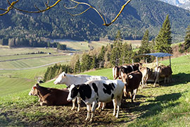 Kühe genießen die Aussicht