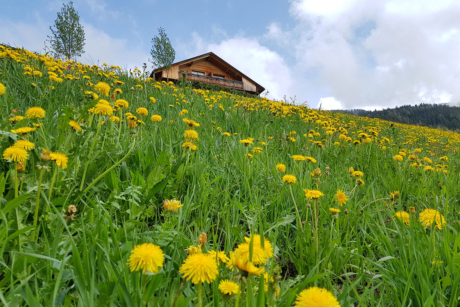 Bildergalerie Sommer&Herbst